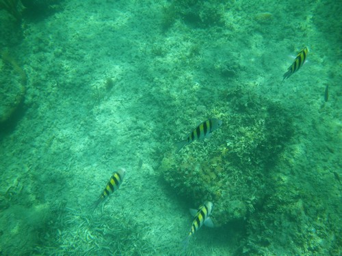 cayo blanco cuba snorkeling